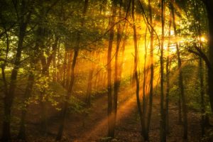 forests, Trees, Rays, Of, Light, Nature