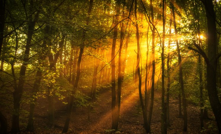 forests, Trees, Rays, Of, Light, Nature HD Wallpaper Desktop Background