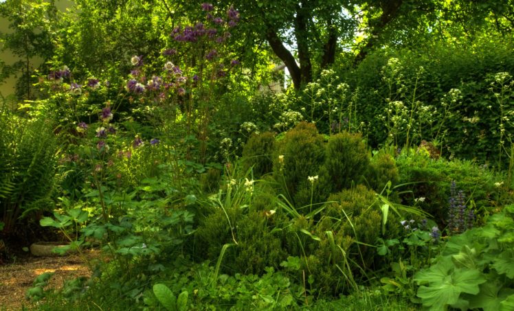 gardens, Shrubs, Nature HD Wallpaper Desktop Background