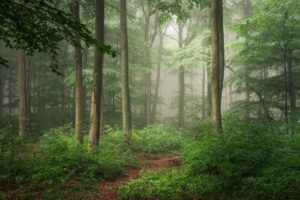 forests, Germany, Trunk, Tree, Fog, Trees, Hilberath, Nature