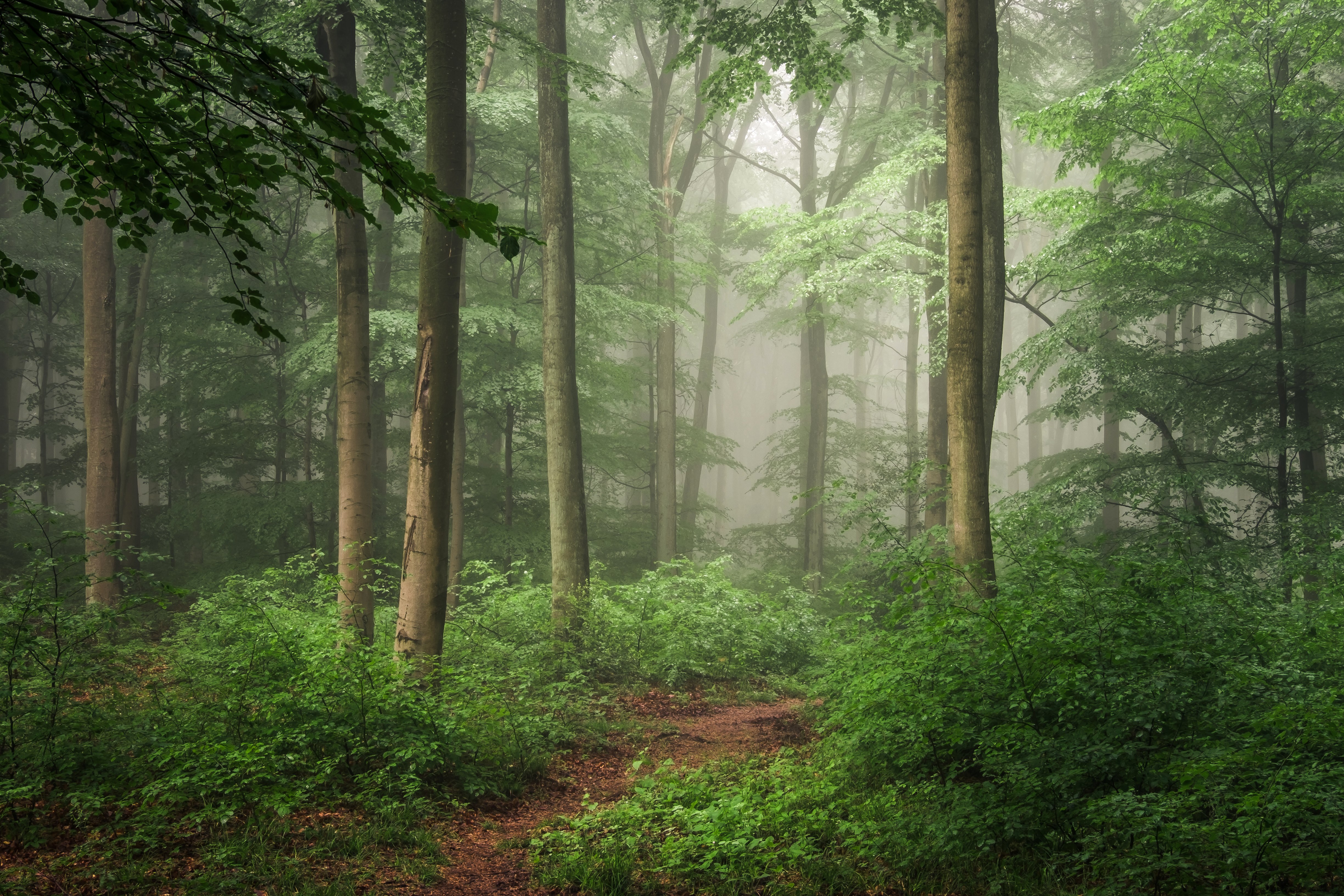 forests, Germany, Trunk, Tree, Fog, Trees, Hilberath, Nature Wallpaper