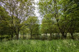 germany, Summer, Parks, Trees, Grass, Mosel, Nature