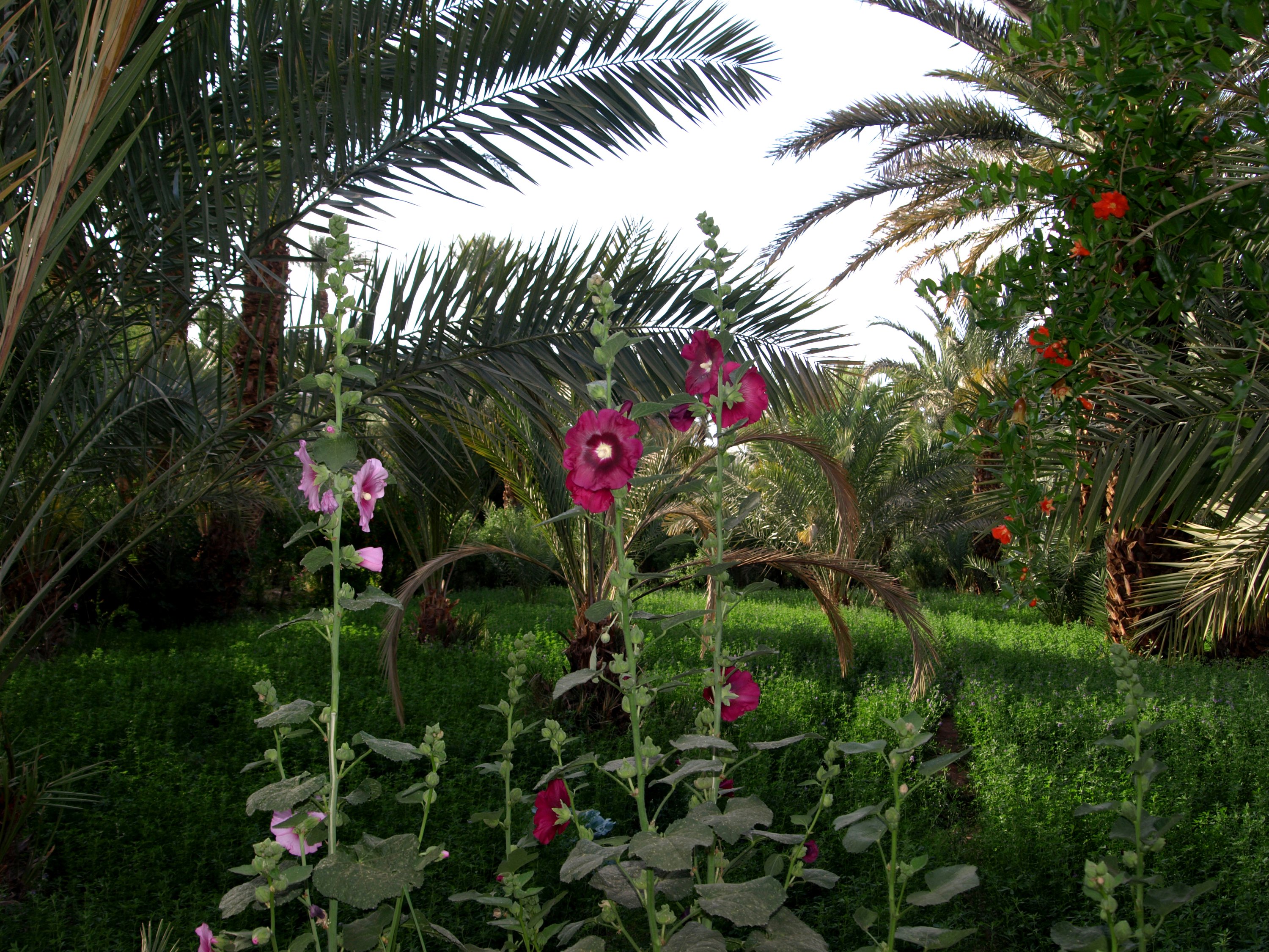 morocco, Parks, Malva, Palm Wallpaper