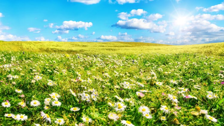 scenery, Fields, Sky, Bellis, Clouds, Nature HD Wallpaper Desktop Background
