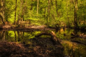 forests, Trunk, Tree, Swamp, Nature
