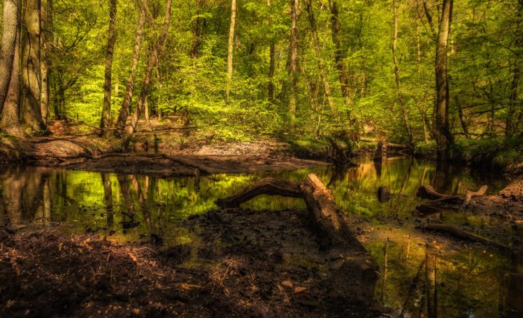 forests, Trunk, Tree, Swamp, Nature HD Wallpaper Desktop Background