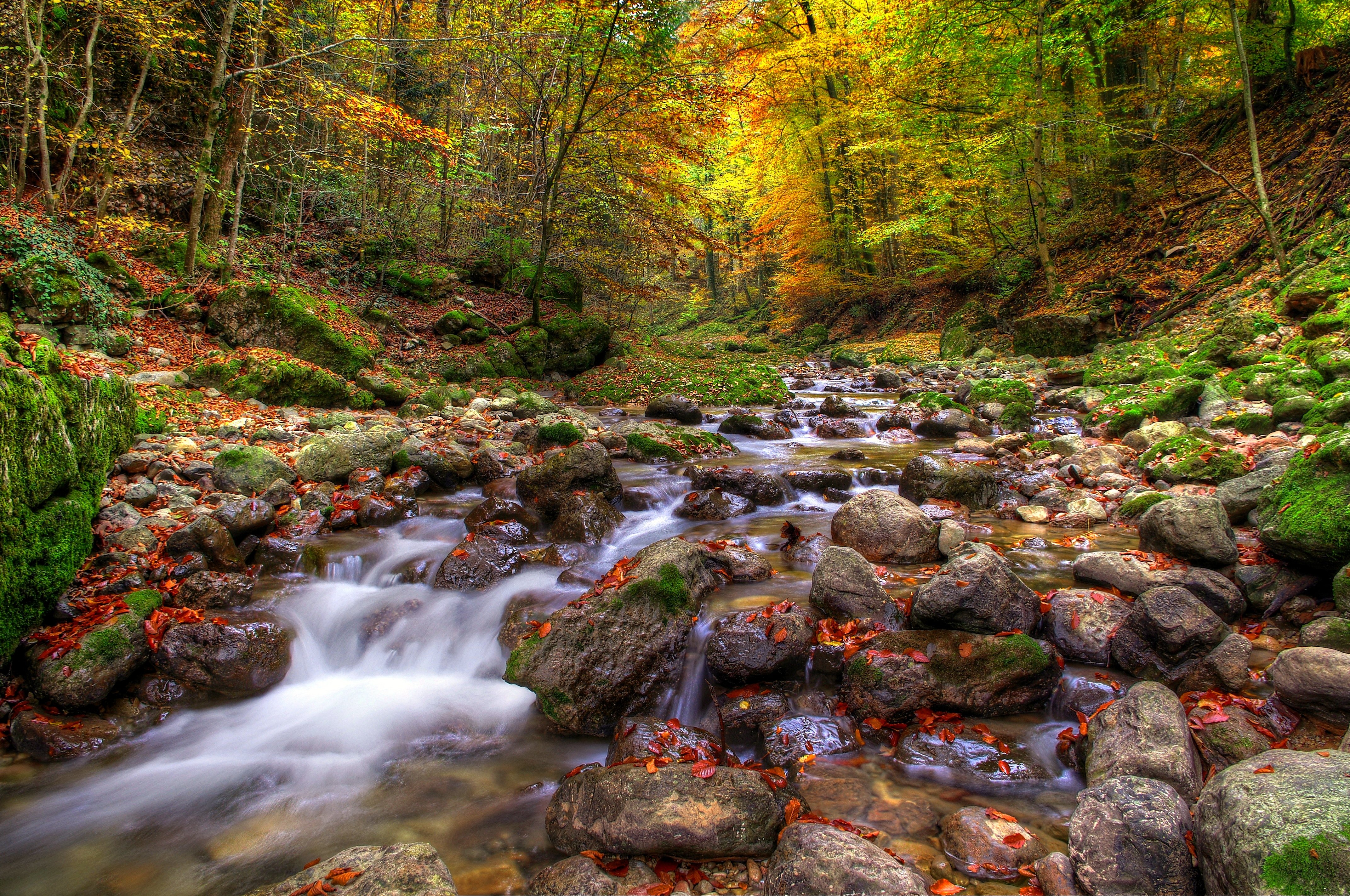 forests, Stones, Autumn, Stream, Nature Wallpaper