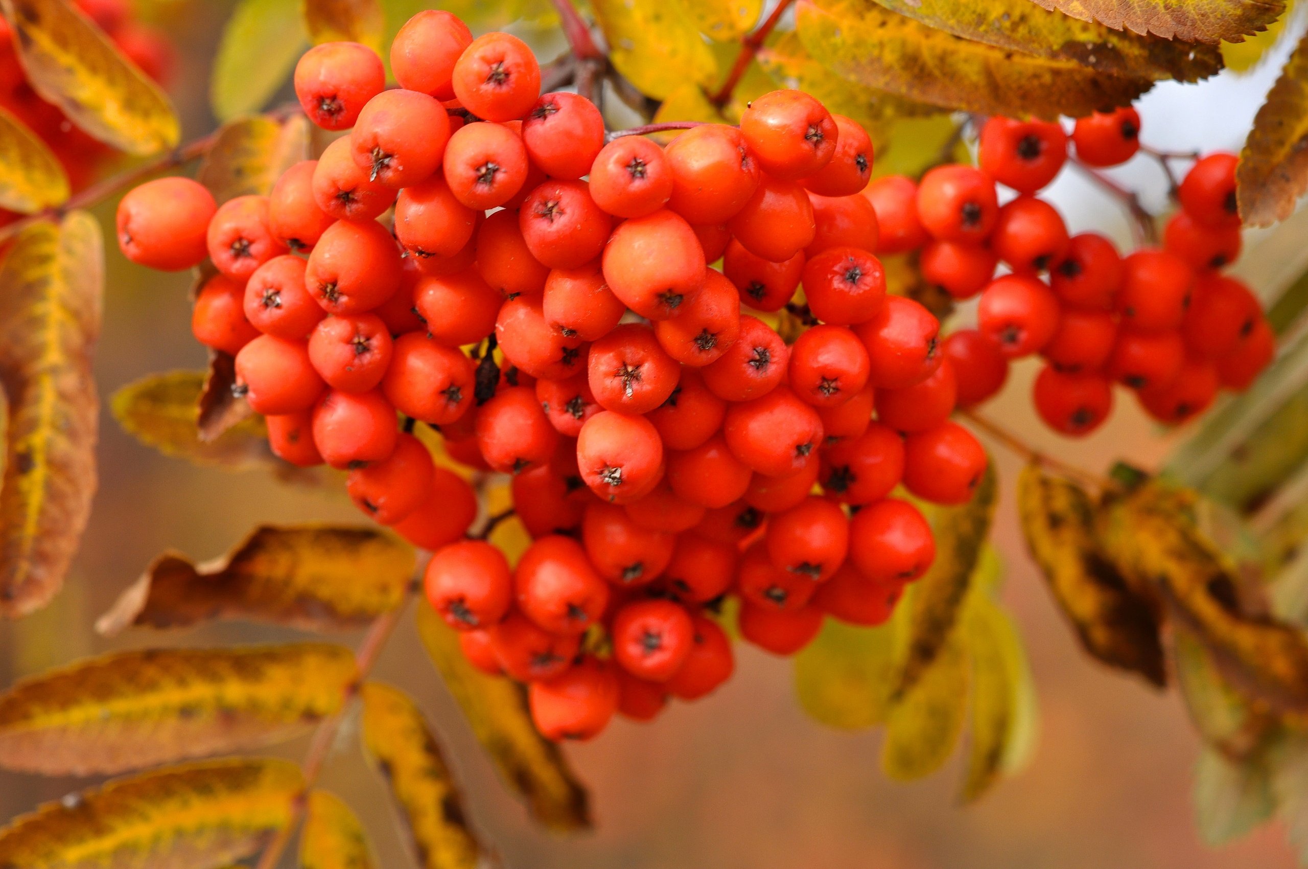 sorbus, Berry, Closeup, Nature Wallpaper