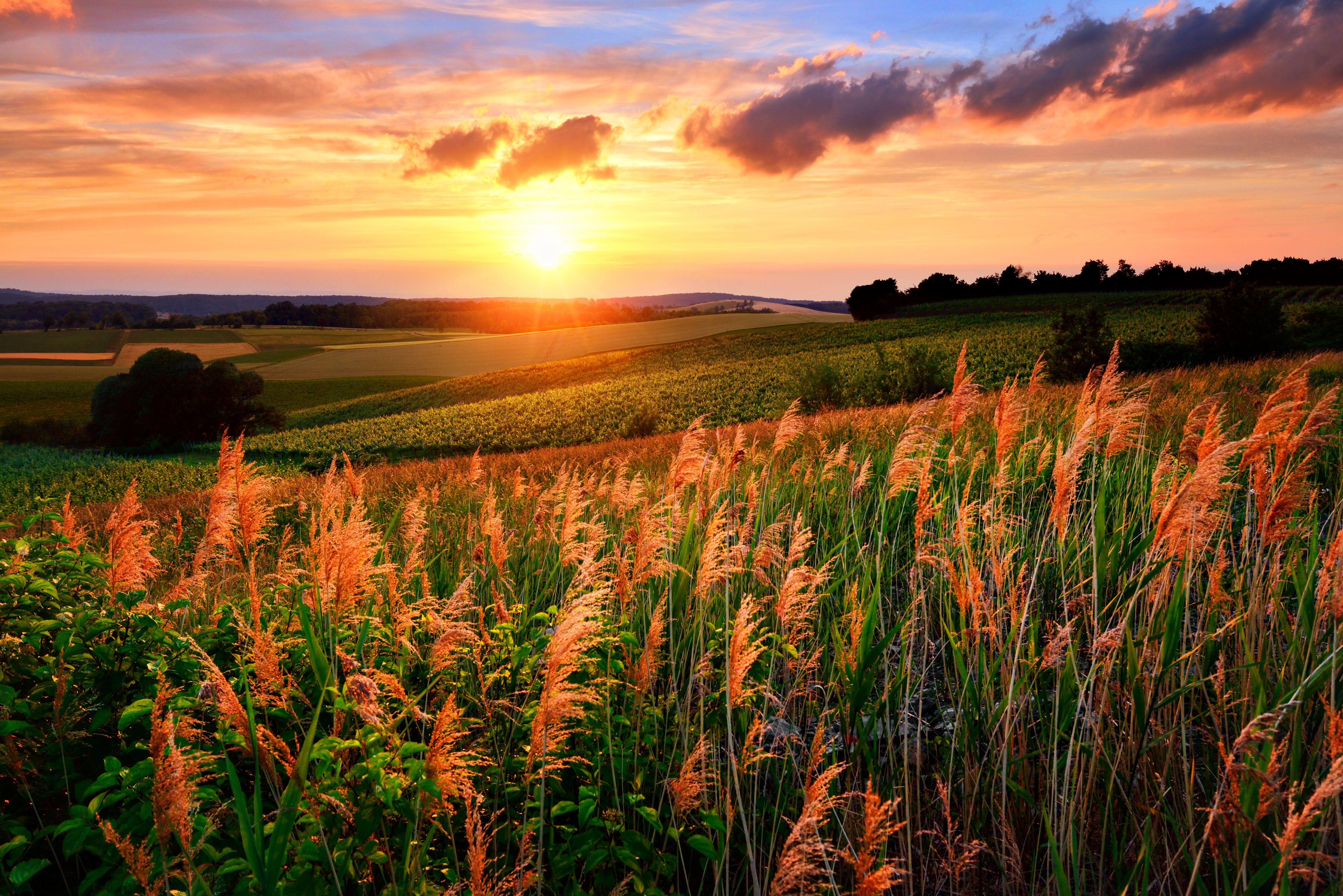 scenery, Sunrises, And, Sunsets, Fields, Sky, Clouds, Sun, Nature Wallpaper