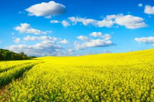 fields, Sky, Rapeseed, Clouds, Nature
