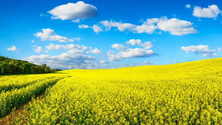 fields, Sky, Rapeseed, Clouds, Nature HD Wallpaper Desktop Background