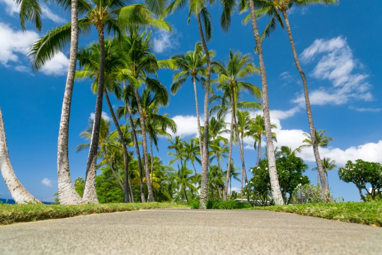 parks, Tropics, Sky, Hawaii, Palma, Nature HD Wallpaper Desktop Background