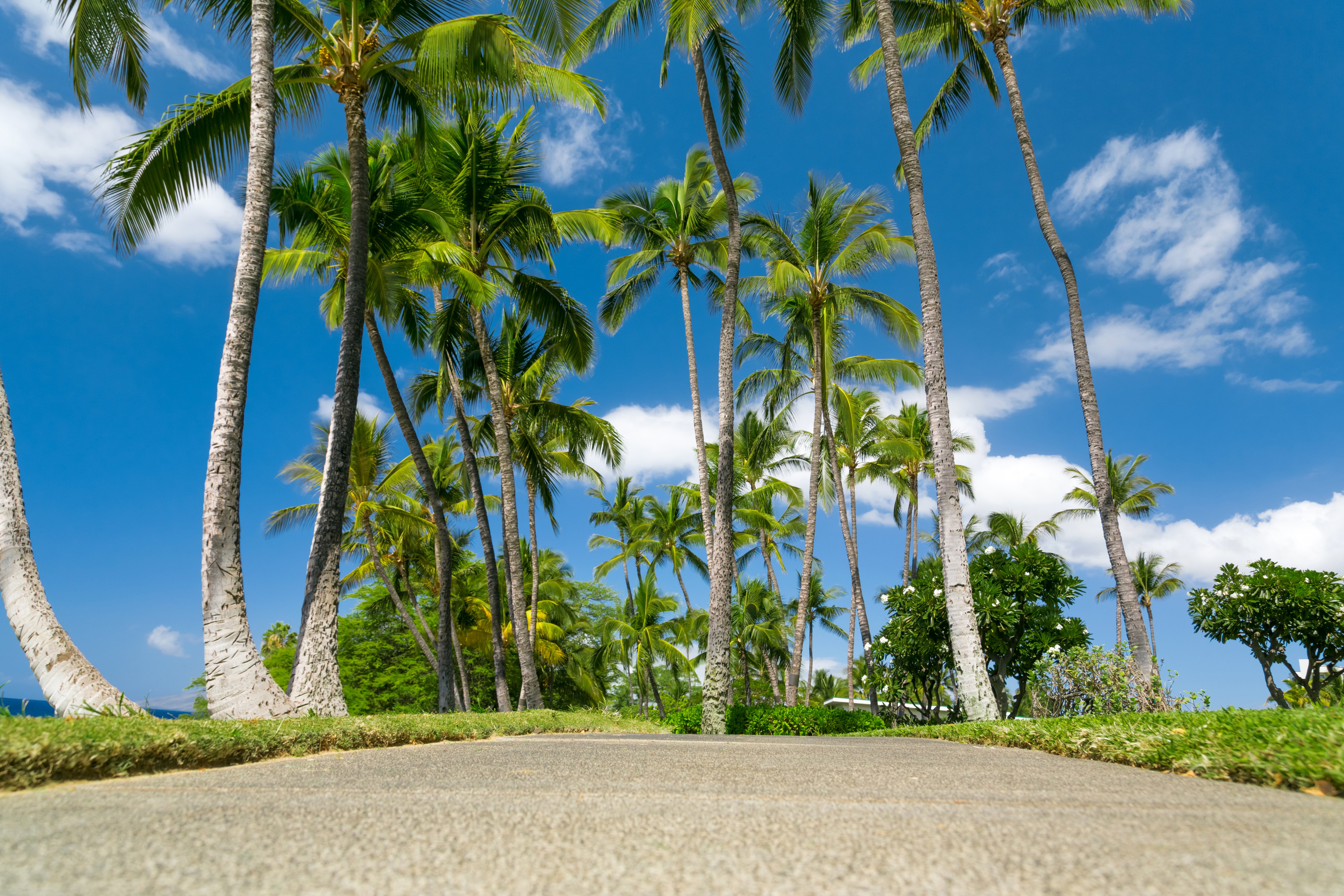 parks, Tropics, Sky, Hawaii, Palma, Nature Wallpaper