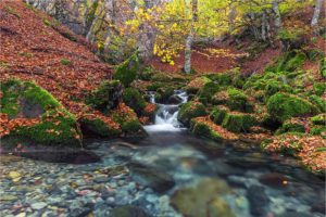 stones, Autumn, Stream, Moss, Nature