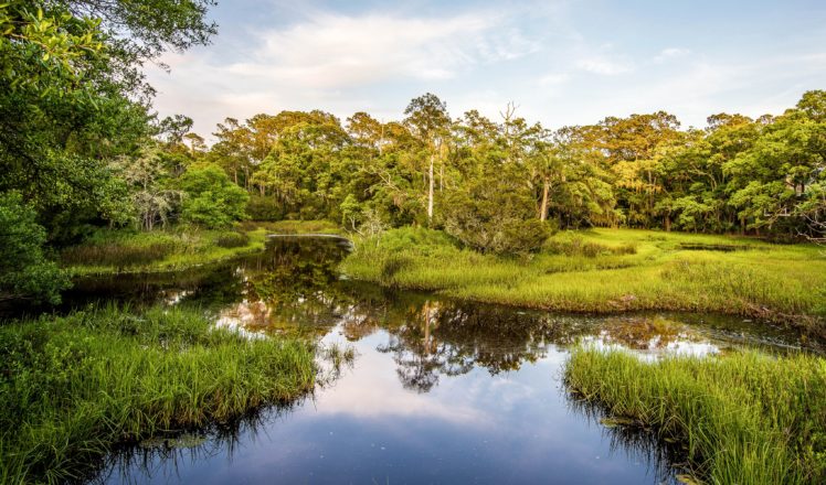 usa, Lake, Trees, Grass, Seabrook, Island, South, Carolina, Nature HD Wallpaper Desktop Background
