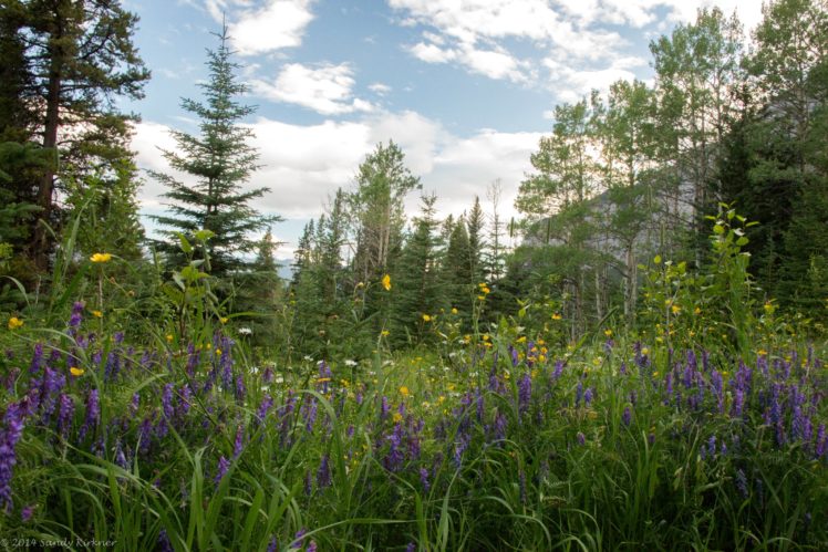 canada, Parks, Lupinus, Ranunculus, Trees, Alberta, Nature HD Wallpaper Desktop Background