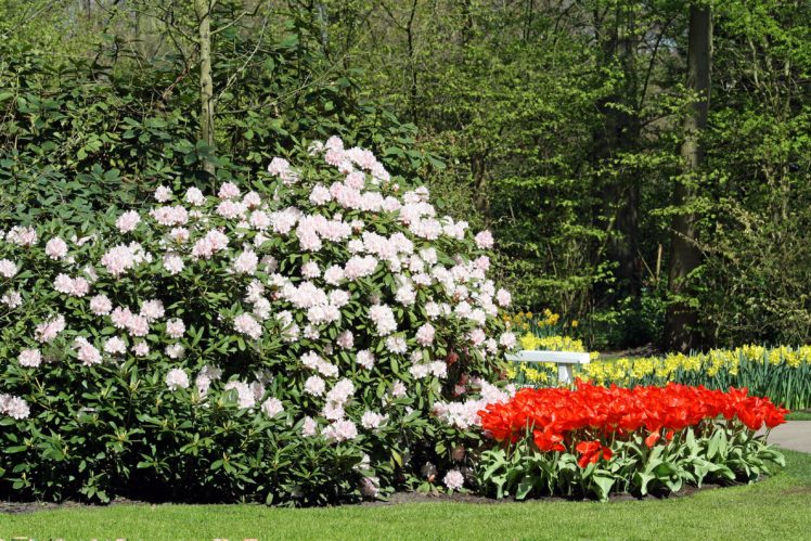 netherlands, Parks, Tulips, Rhododendron, Shrubs, Keukenhof, Nature HD Wallpaper Desktop Background