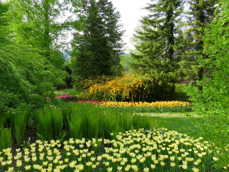 slovenia, Parks, Tulips, Fir, Trees, Mozirski, Gaj, Nature HD Wallpaper Desktop Background