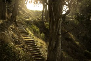 usa, Parks, California, Stairs, Trunk, Tree, Nature