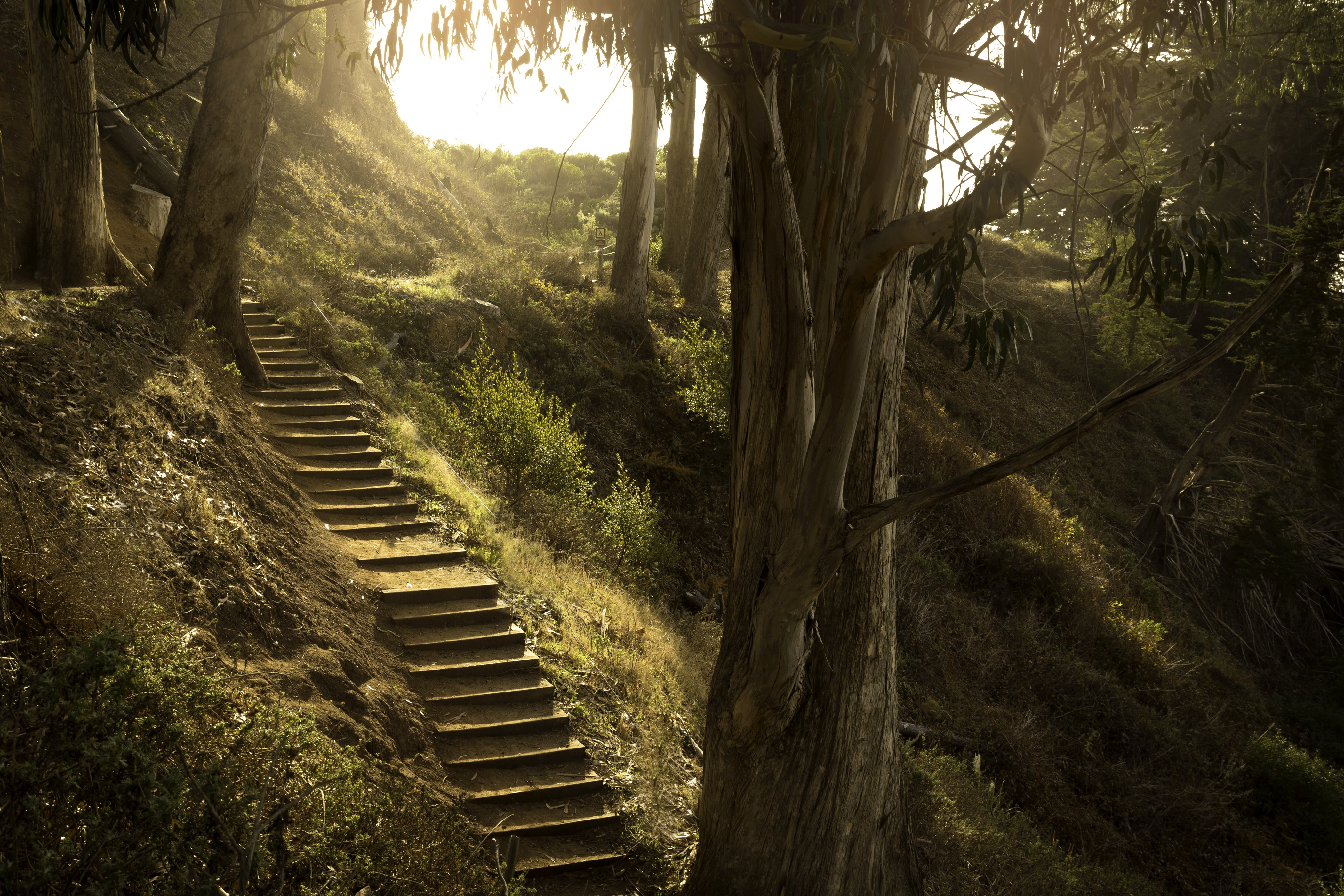 usa, Parks, California, Stairs, Trunk, Tree, Nature Wallpaper