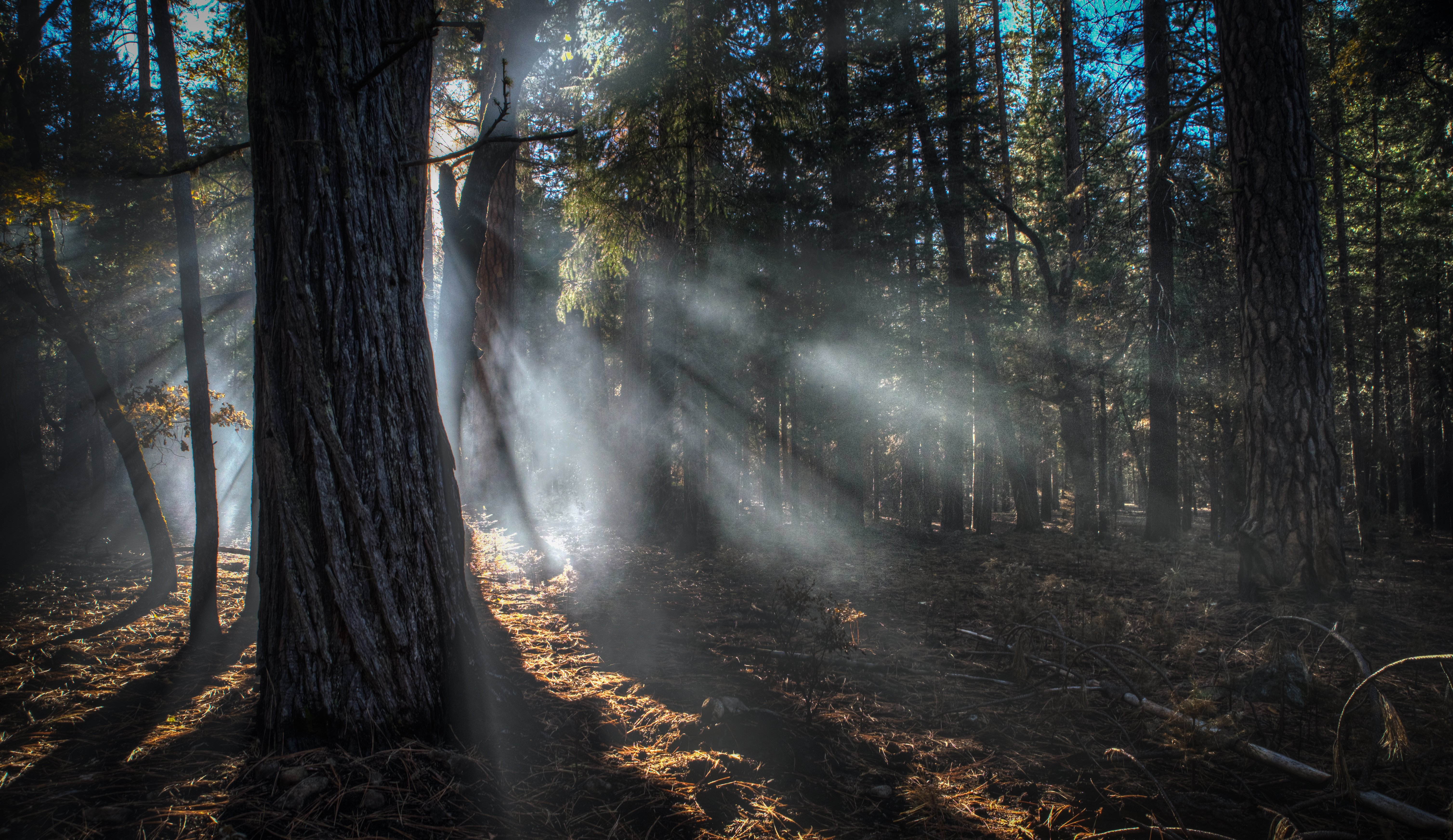 forests, Trunk, Tree, Fog, Rays, Of, Light, Trees, Nature Wallpapers HD