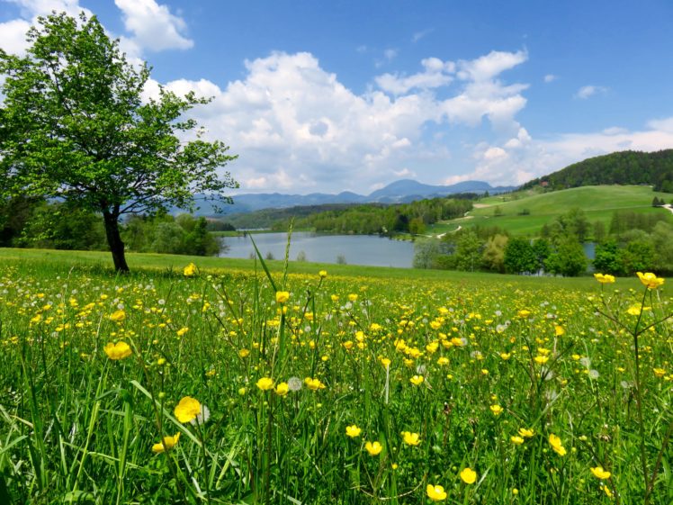 slovenia, Summer, Lake, Ranunculus, Sky, Trees, Grass, Mozirje, Nature HD Wallpaper Desktop Background