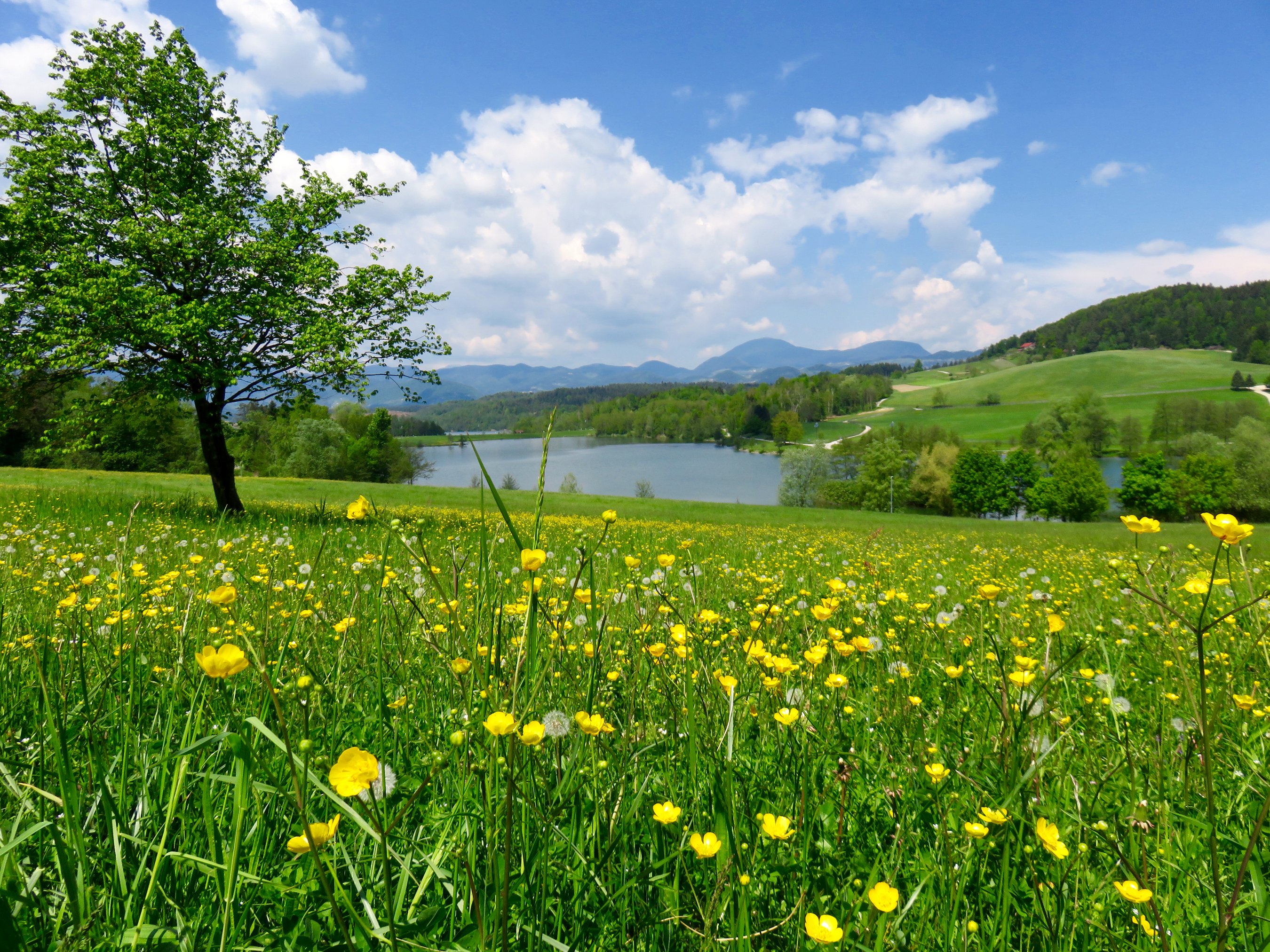slovenia, Summer, Lake, Ranunculus, Sky, Trees, Grass, Mozirje, Nature Wallpaper