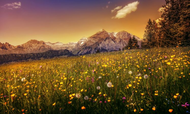 switzerland, Mountains, Dandelions, Scenery, Grasslands, Hdr, Alps, Nature HD Wallpaper Desktop Background