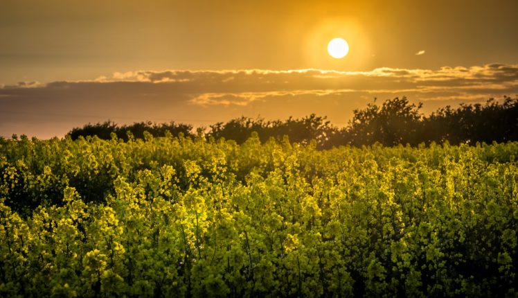 fields, Rapeseed, Sunrises, And, Sunsets, Sky, Sun, Nature HD Wallpaper Desktop Background