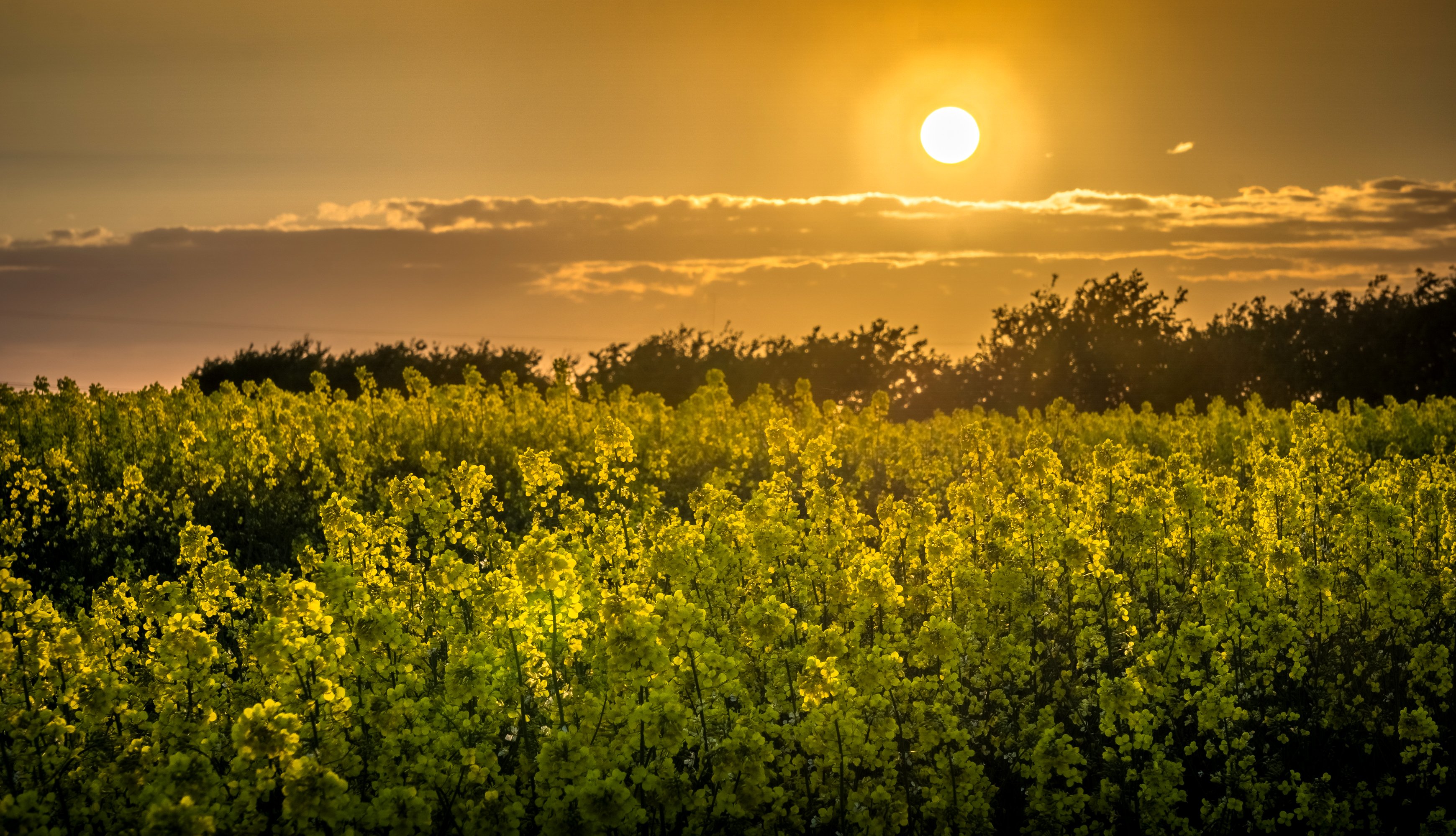 fields, Rapeseed, Sunrises, And, Sunsets, Sky, Sun, Nature Wallpaper