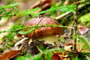 mushrooms, Nature, Nature