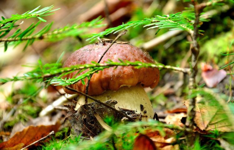 mushrooms, Nature, Nature HD Wallpaper Desktop Background