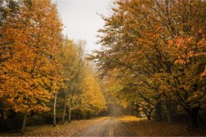 roads, Autumn, Trees, Nature