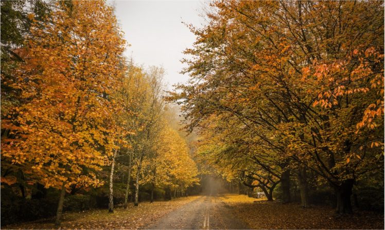 roads, Autumn, Trees, Nature HD Wallpaper Desktop Background