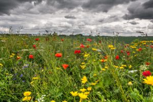 scenery, Fields, Poppies, Ranunculus, Clouds, Nature