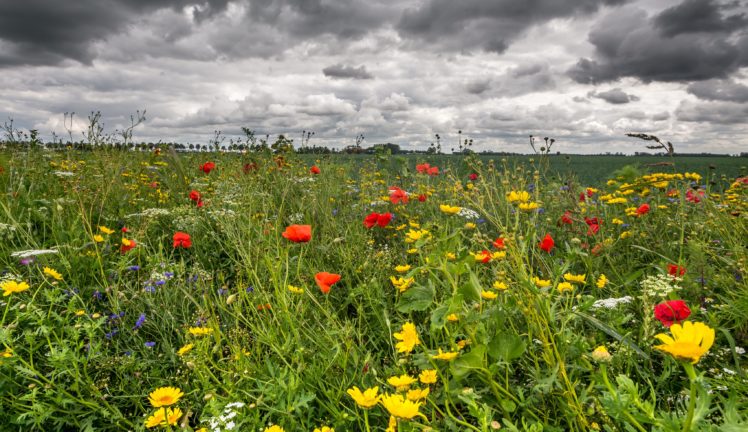 scenery, Fields, Poppies, Ranunculus, Clouds, Nature HD Wallpaper Desktop Background