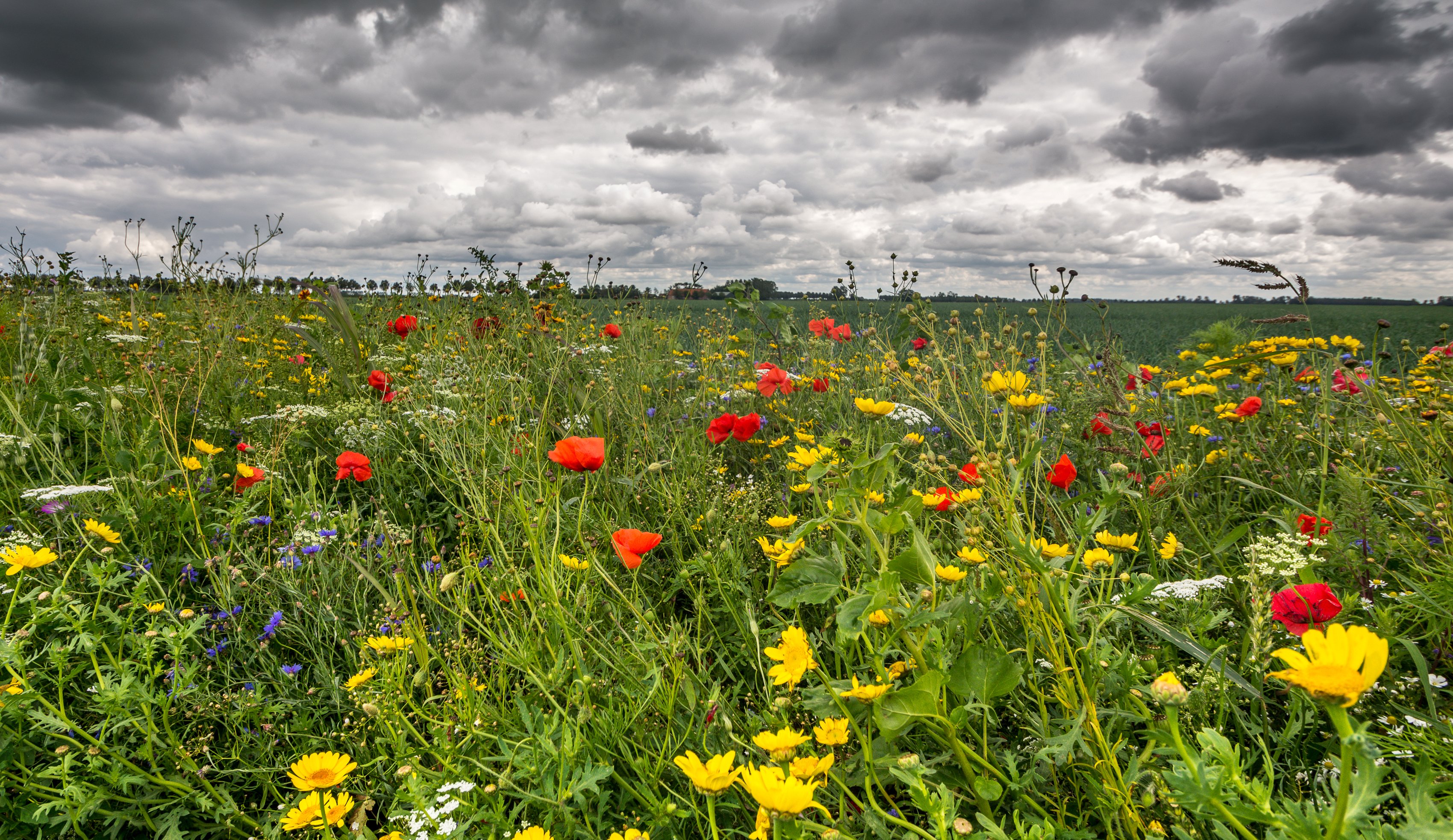scenery, Fields, Poppies, Ranunculus, Clouds, Nature Wallpaper