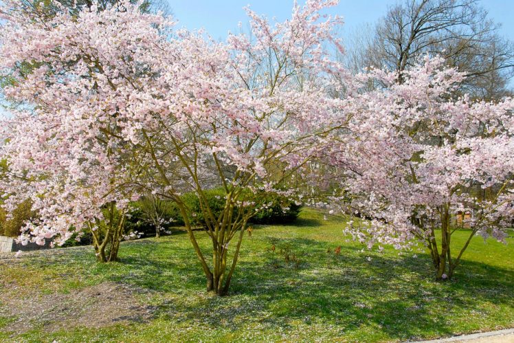 spring, Flowering, Trees, Nature HD Wallpaper Desktop Background