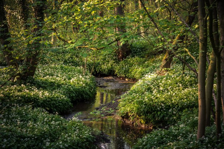 scotland, Rivers, Grass, Trunk, Tree, Stoneycliffe, Wood, Nature HD Wallpaper Desktop Background