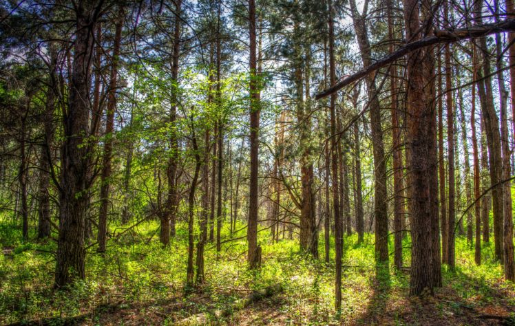 usa, Forests, Spring, Trunk, Tree, Trees, North, Dakota, Nature HD Wallpaper Desktop Background