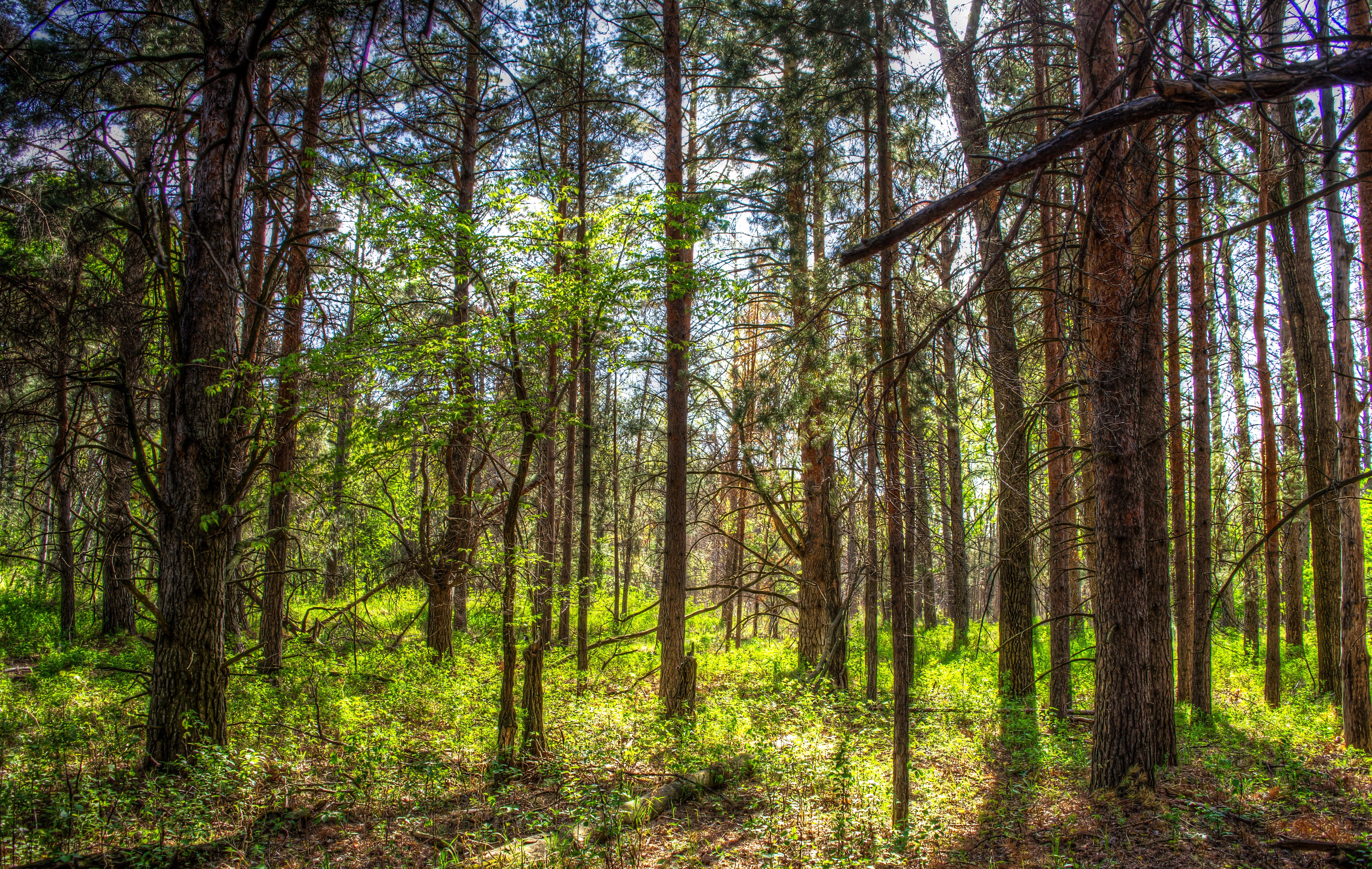 usa, Forests, Spring, Trunk, Tree, Trees, North, Dakota, Nature Wallpaper