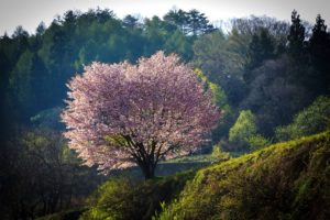 japan, Flowering, Trees, Parks, Nagano, Nature