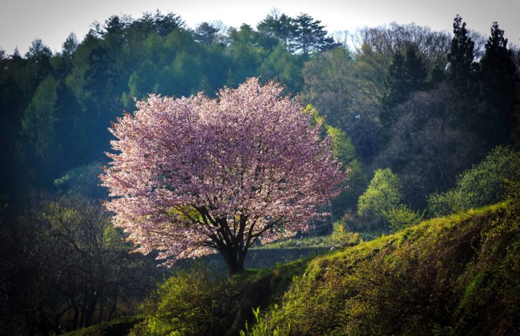 japan, Flowering, Trees, Parks, Nagano, Nature HD Wallpaper Desktop Background