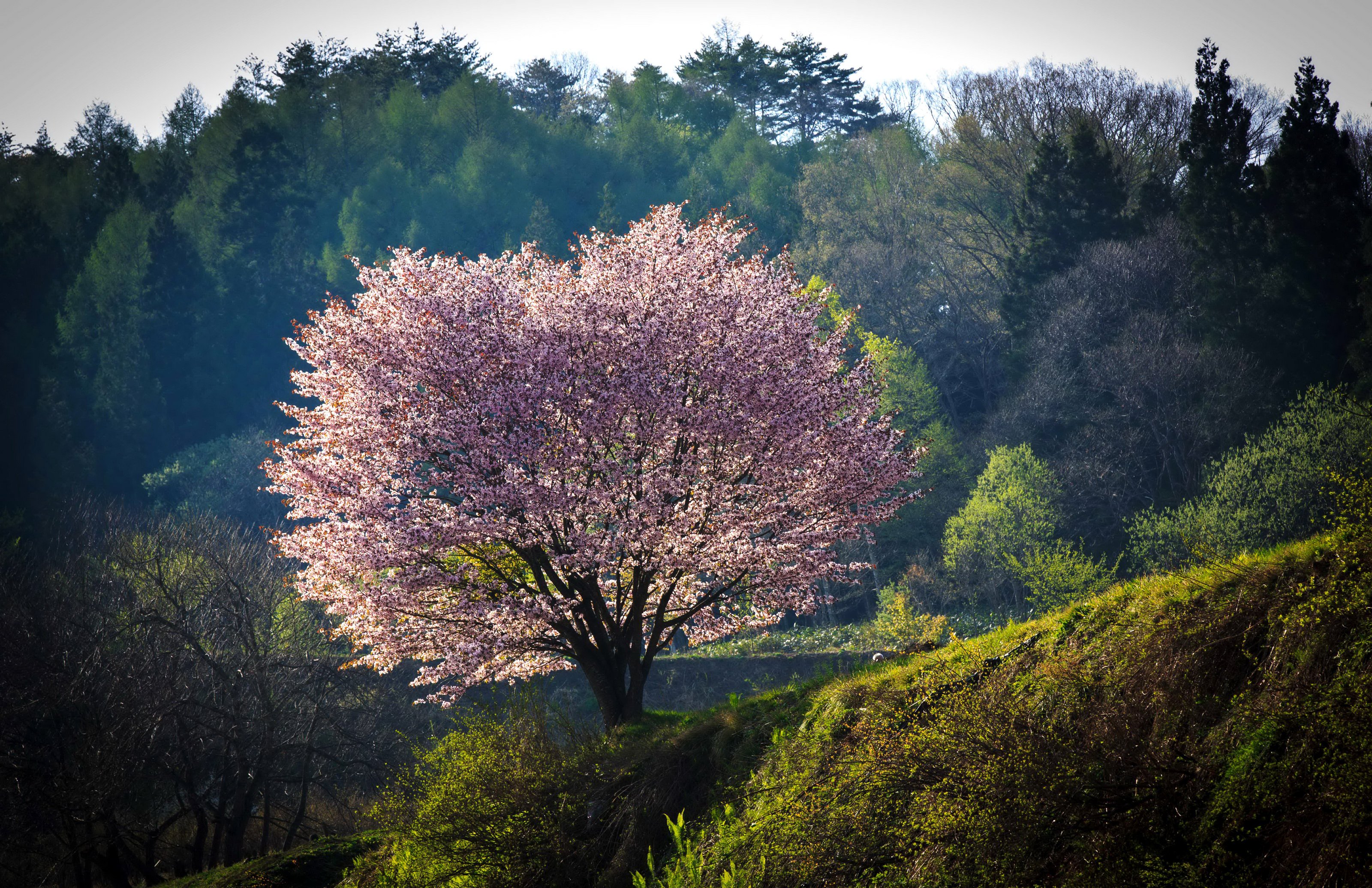 japan, Flowering, Trees, Parks, Nagano, Nature Wallpapers HD / Desktop