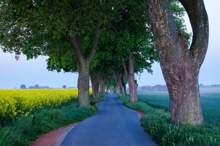roads, Fields, Trees, Trunk, Tree, Nature HD Wallpaper Desktop Background