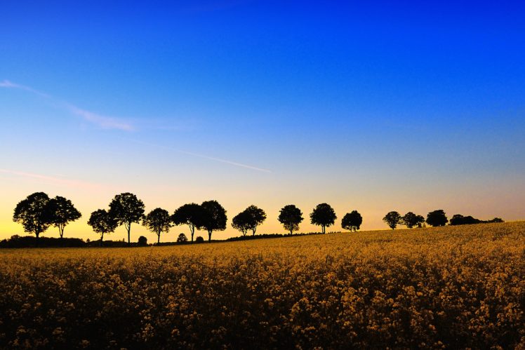 sky, Evening, Fields, Trees, Nature HD Wallpaper Desktop Background