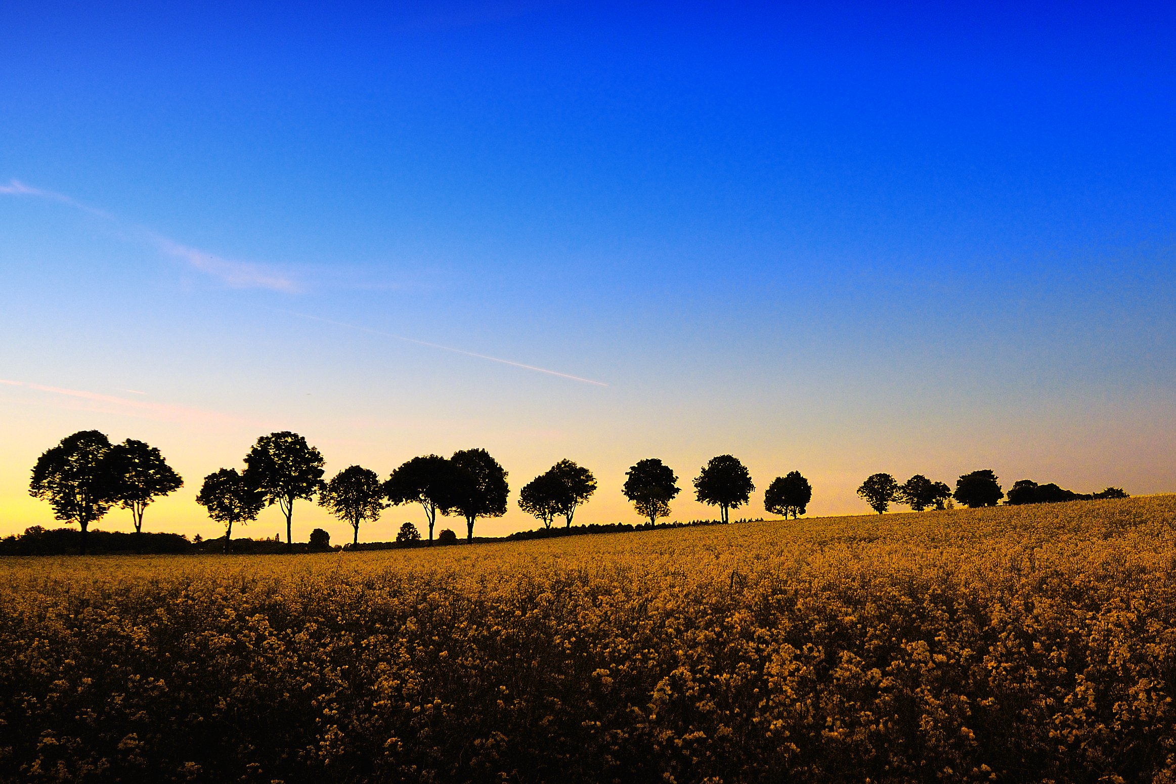 sky, Evening, Fields, Trees, Nature Wallpaper