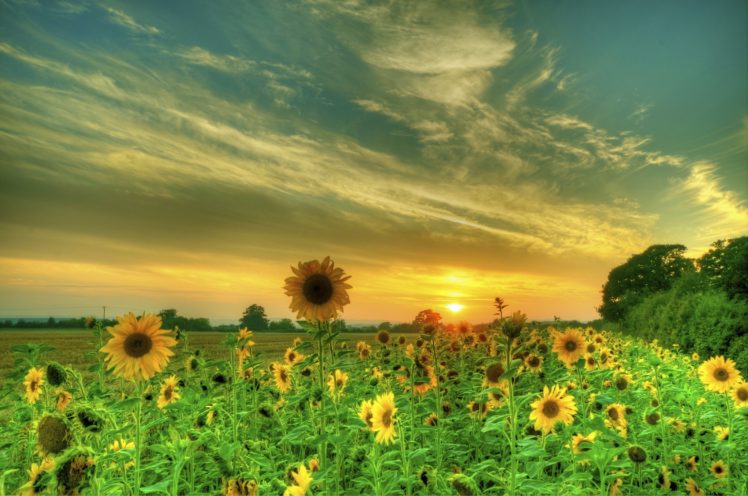 sunflowers, Fields, Sky, Hdr, Nature, Flowers HD Wallpaper Desktop Background