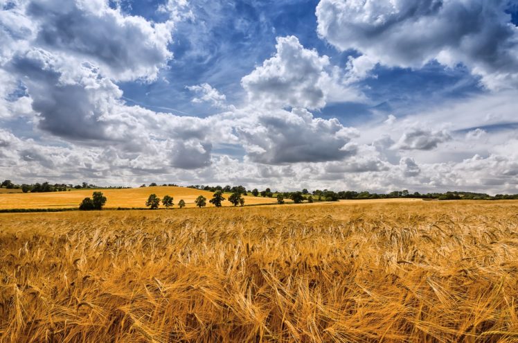 fields, Sky, Clouds, Ear, Botany, Nature HD Wallpaper Desktop Background