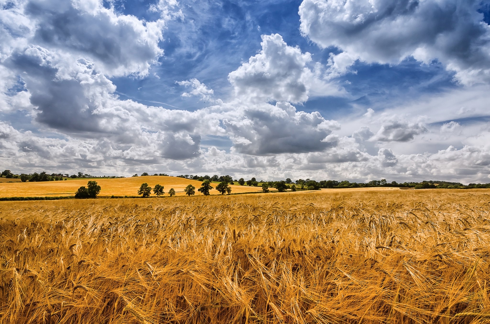 fields, Sky, Clouds, Ear, Botany, Nature Wallpaper
